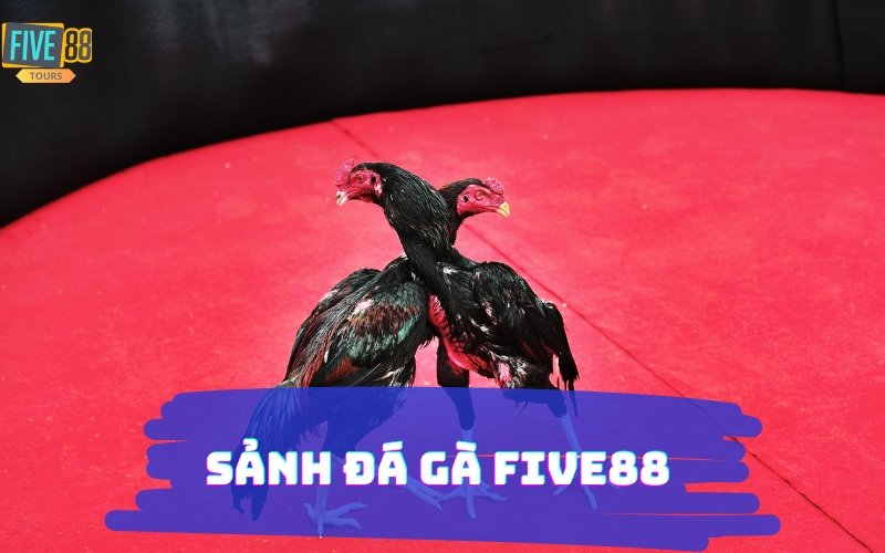 SẢNH ĐÁ GÀ THOMO FIVE88 CASINO